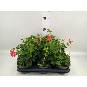 Pelargonium pelt. 'Balkon Rood'