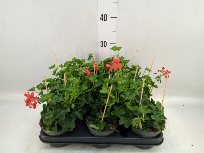 <h4>Pelargonium pelt. 'Balkon Rood'</h4>
