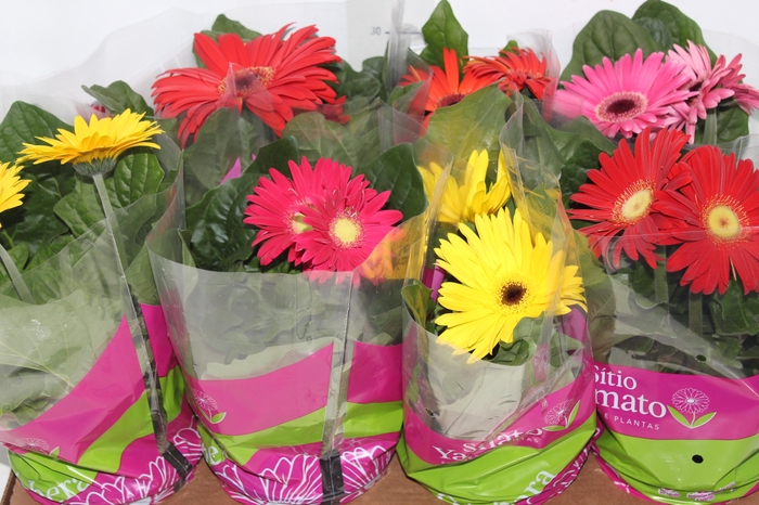 <h4>GERBERA P14 MIN 2 FLS</h4>