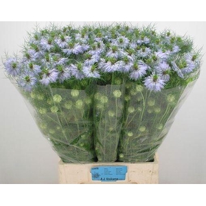 NIGE D CLOU LAVENDER