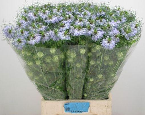 <h4>NIGE D CLOU LAVENDER</h4>