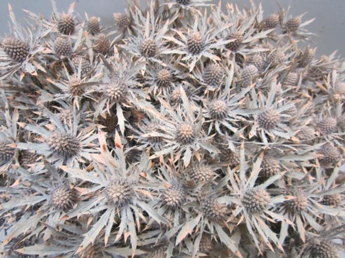 <h4>Eryn Orion Zalm L50</h4>