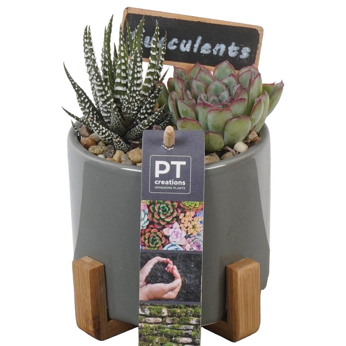 <h4>PTSU8466 Arrangement Succulenten in keramiek pot op houten voet</h4>