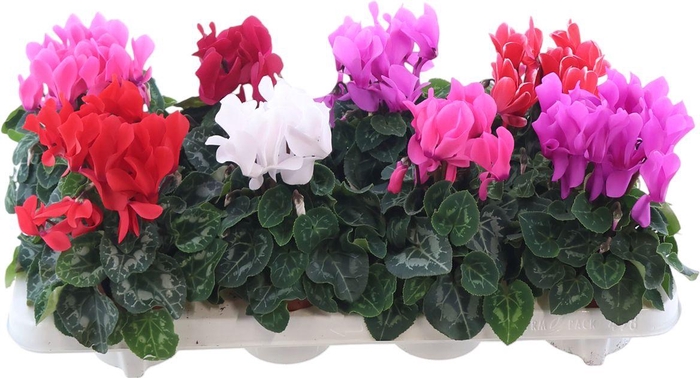 <h4>Cycl Midi Mix</h4>