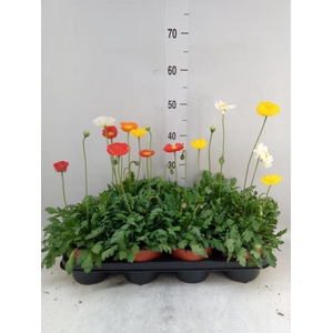 Papaver nudic. 'Gartenzwerg'