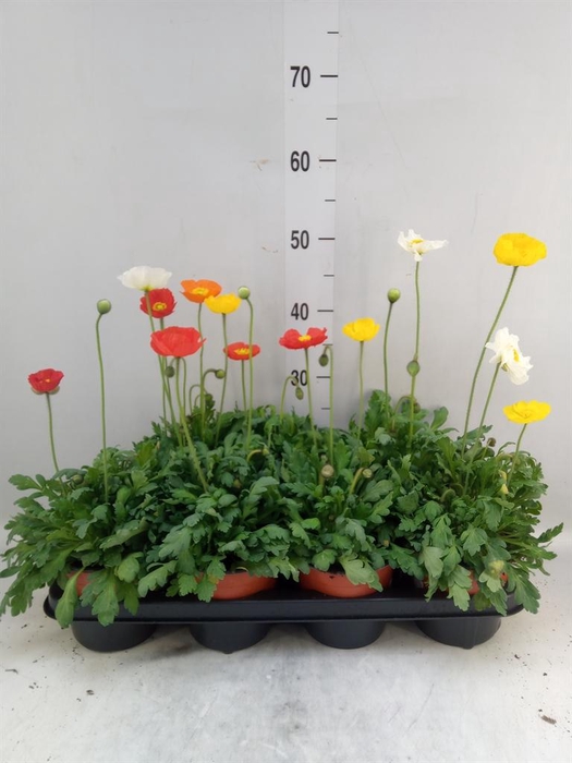 <h4>Papaver nudic. 'Gartenzwerg'</h4>