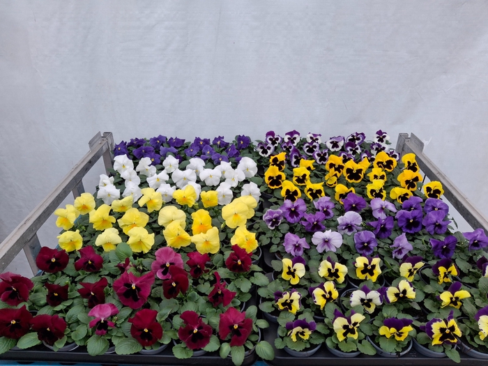 <h4>VIO WI DELTA GEM</h4>