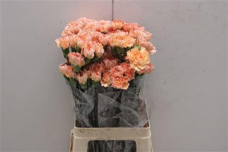 <h4>Di St Goldy</h4>