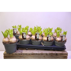 arr8 Hyacin White Pearl