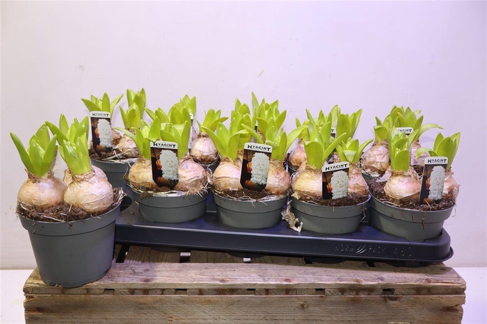 <h4>Hyacin White Pearl</h4>