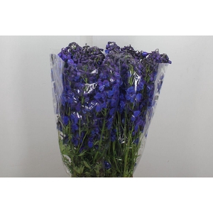 Delphinium EN 'Donna'