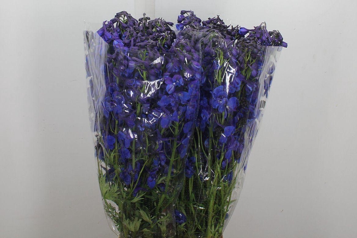 <h4>Delphinium EN 'Donna'</h4>