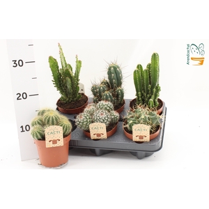 CACTUS GEM