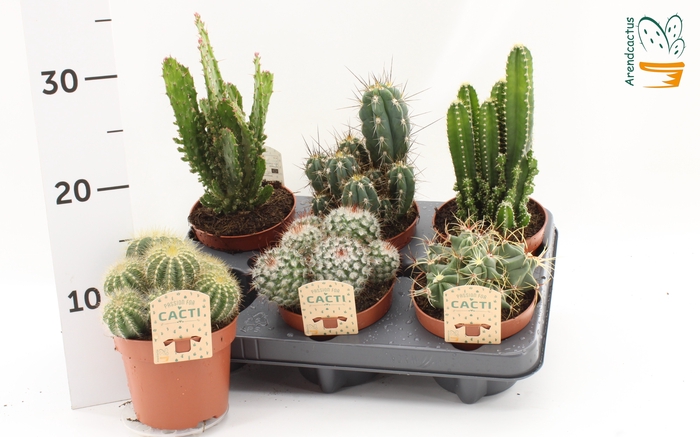 <h4>CACTUS GEM</h4>