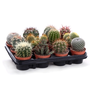 Cactus canarias 8,5 cm