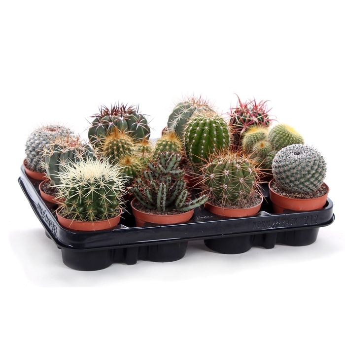 <h4>Cactus canarias 8,5 cm</h4>