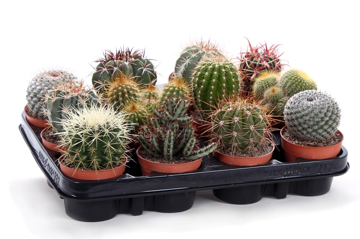 <h4>Cactus canarias 8,5 cm</h4>