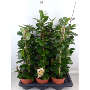 Hoya australis