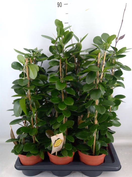 <h4>Hoya australis</h4>