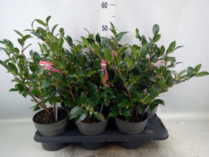 <h4>Camellia sasanqua</h4>