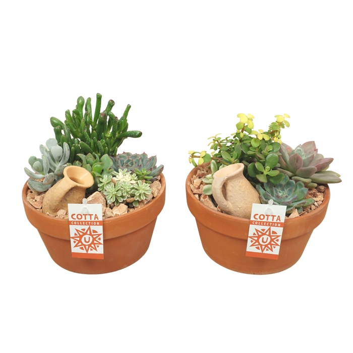 <h4>Succ Gemengd Keramiek Terracotta</h4>