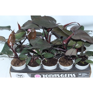 PHILODENDRON PINK PRINCESS P12