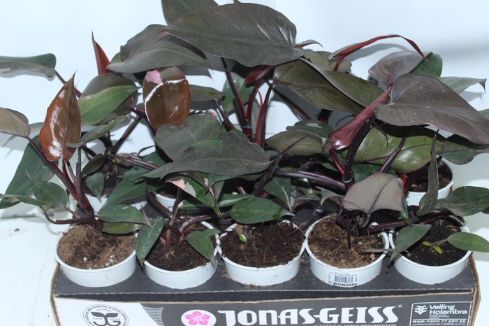 <h4>PHILODENDRON PINK PRINCESS P12</h4>