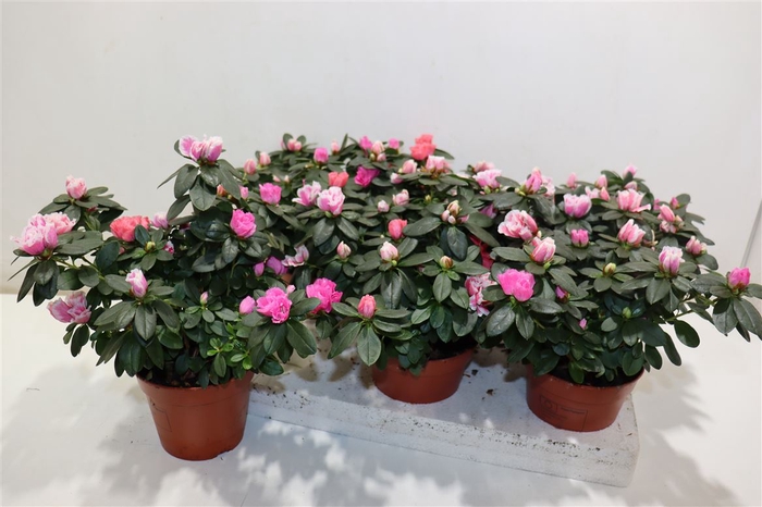 <h4>arr8 Rhodo Ov Pink Mix In Pot</h4>