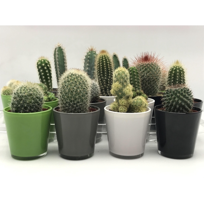 <h4>CACTUS GEM</h4>