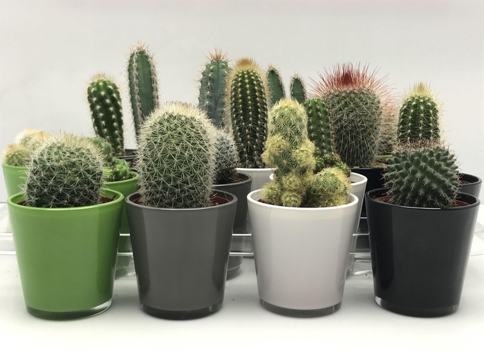 <h4>CACTUS GEM</h4>