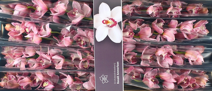 <h4>Cymb T Kady</h4>