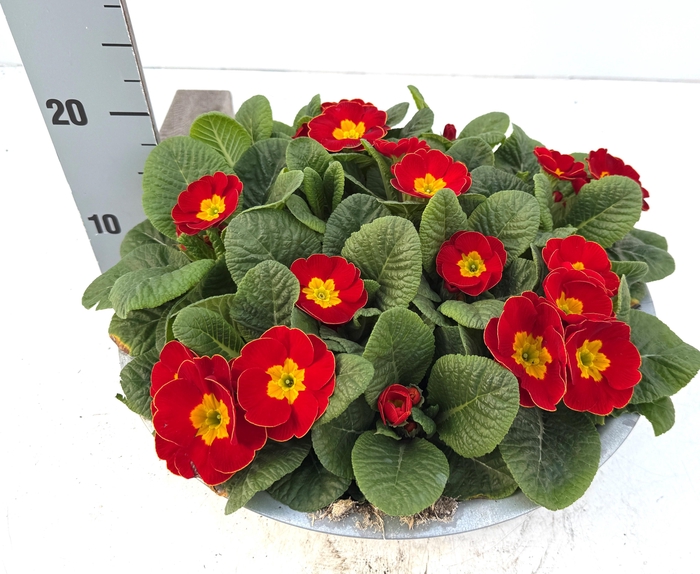 <h4>PRIM AC BONNELI GEM</h4>