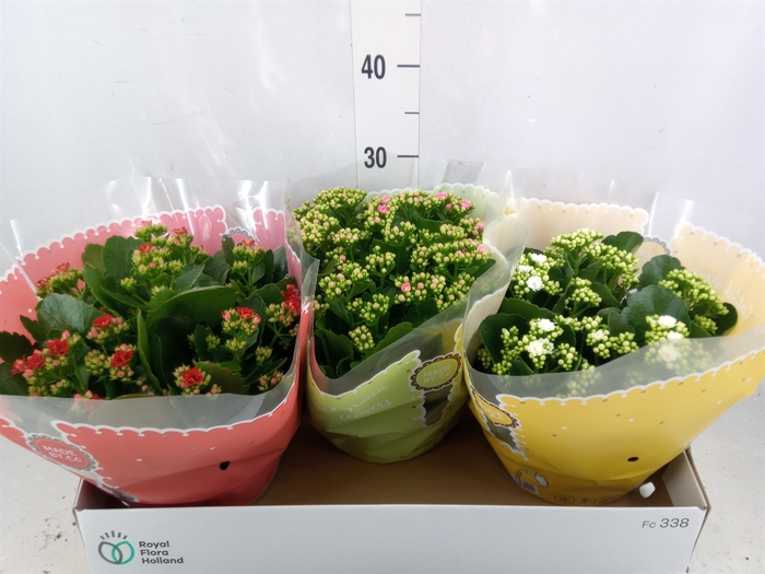 <h4>Kalanchoe blos.   ..rosebud mix  4</h4>