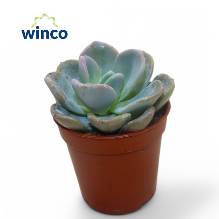 <h4>Echeveria Orpet</h4>