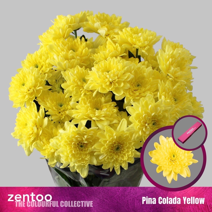 <h4>Chrysanthemum TR 'Pina Colada Yell'</h4>