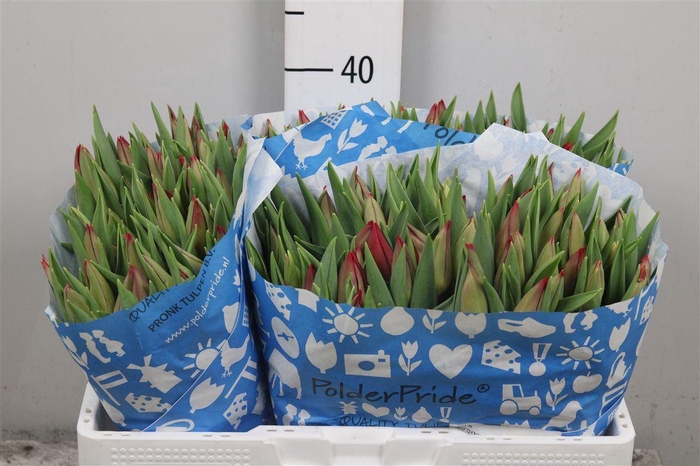 <h4>Tu En Strong Love</h4>