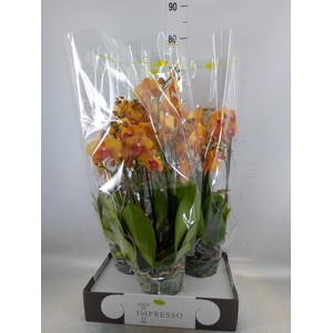 Phalaenopsis   ...orange