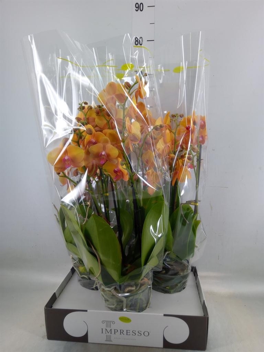<h4>Phalaenopsis   ...orange</h4>