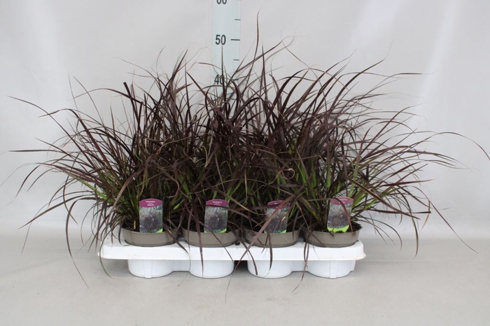 <h4>Pennisetum advena 'Rubrum'</h4>