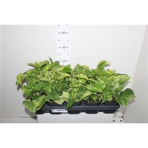 Epipr Marble Queen 7pp