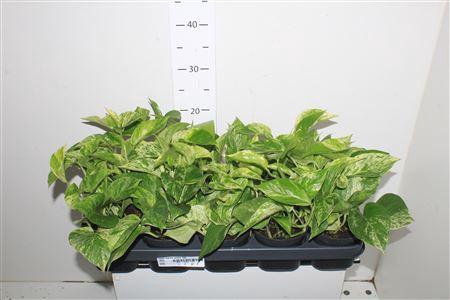 <h4>Epipr Marble Queen 7pp</h4>