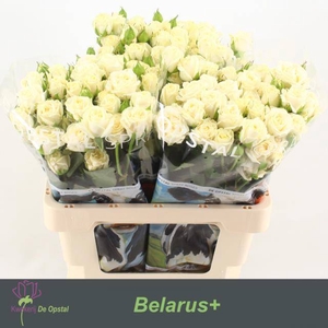 Rosa spray belarus