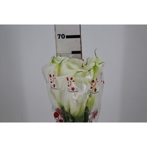 COPO DE LEITE BRANCO 070 CM