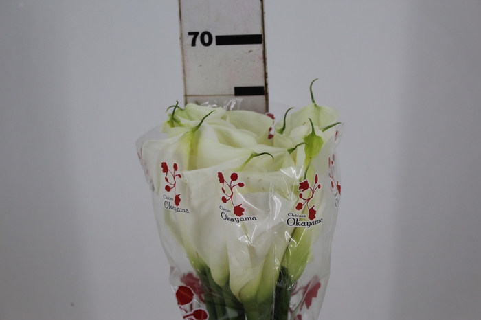 <h4>COPO DE LEITE BRANCO 070 CM</h4>