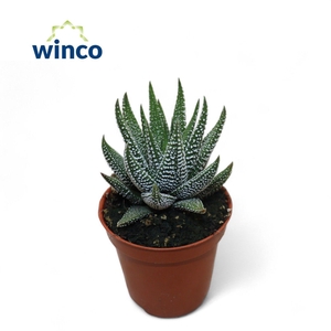 Haworthia Fasciata Concolor