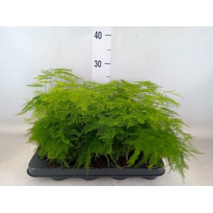 Asparagus setaceus