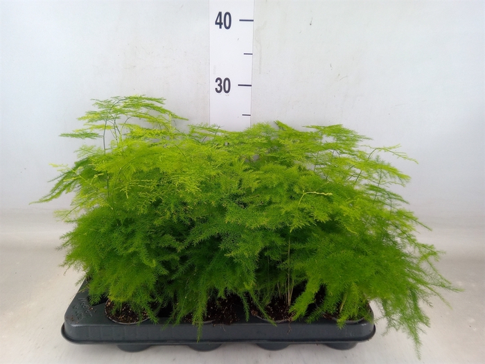<h4>Asparagus setaceus</h4>