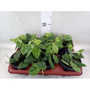 Scindapsus pictus 'Argyraeus'
