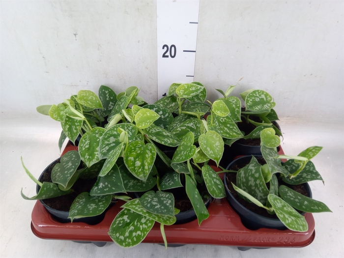 <h4>Scindapsus pictus 'Argyraeus'</h4>