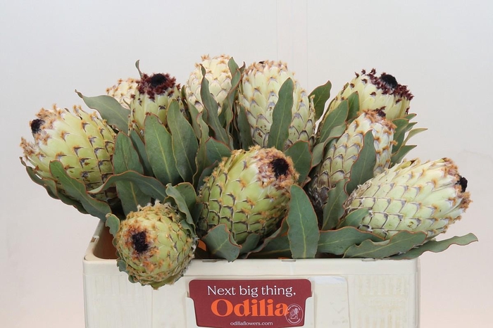 <h4>Protea Barbigera Ice Queen Air</h4>